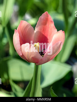Die almon Eindruck" Darwin Hybrid Tulip, Darwinhybridtulpan (Tulipa gesneriana) Stockfoto