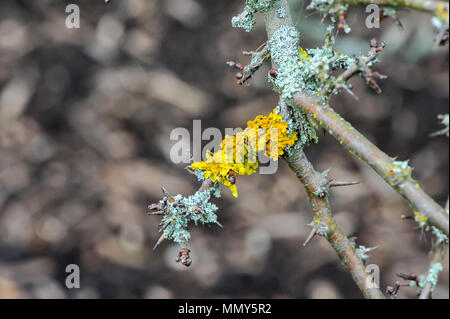 Grau-grünen Hypogymnia physodes (Mönch) und Flechten Xanthoria parietina (gelb Maßstab Flechten) nebeneinander wachsen auf einer unscharfen Hintergrund Stockfoto
