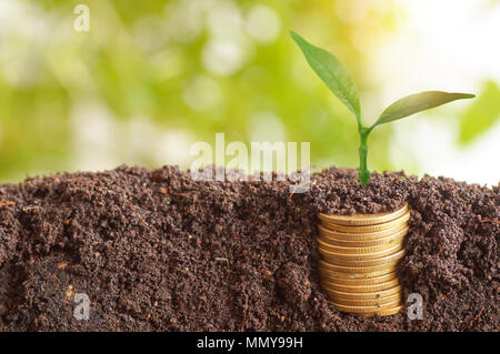Das Baumwachstum und auf Münzen mit Boden gestapelt, Konzept, Geld sparen, Finanzen, Wirtschaft und Konto Bank Stockfoto