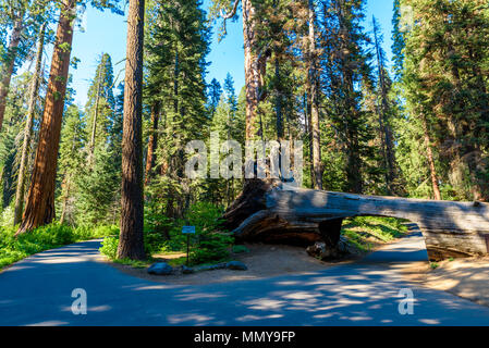 Tunnel Log im Sequoia National Park. Tunnel 8 m hoch, 17 m breit. California, United States. Stockfoto