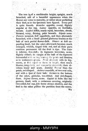 . Dies ist eine Seite von James Edward Smith's'' ein Muster der Botanik von New Holland, der erste separat veröffentlicht Buch über die Flora von Australien. Das Original ist in der Öffentlichkeit durch sein Thema mit einem großen vor vielen Jahren gestorben. Der Scan ist neu, aber da es sich um eine sklavische Kopie einer zweidimensionalen Arbeiten, und da die in den Usa durchgeführt wurde, es ist auch in der Public Domain. Ein Muster der Botanik von New Holland - S. 11 Stockfoto