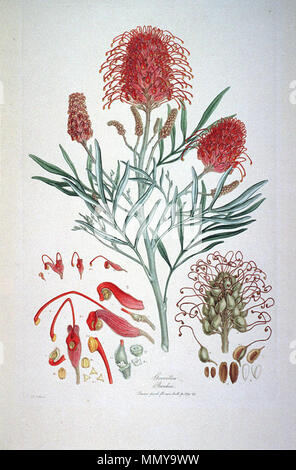 . Dies ist ein Scan der Platte 9 von Ferdinand Bauer Illustrationes Florae Novae Hollandiae. Die Anlage ist Grevillea banksii, dann Grevillea Banksii geschrieben. . Anfang des 19. Jahrhunderts. Ferdinand Bauer (1760-1826) Grevillea Banksii (Illustrationes Florae Novae Hollandiae Platte 9) Stockfoto