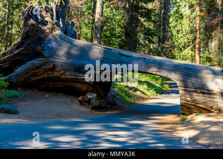 Tunnel Log im Sequoia National Park. Tunnel 8 m hoch, 17 m breit. California, United States. Stockfoto