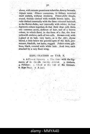 . Dies ist eine Seite von James Edward Smith's'' ein Muster der Botanik von New Holland, der erste separat veröffentlicht Buch über die Flora von Australien. Das Original ist in der Öffentlichkeit durch sein Thema mit einem großen vor vielen Jahren gestorben. Der Scan ist neu, aber da es sich um eine sklavische Kopie einer zweidimensionalen Arbeiten, und da die in den Usa durchgeführt wurde, es ist auch in der Public Domain. Ein Muster der Botanik von New Holland - S. 30 Stockfoto