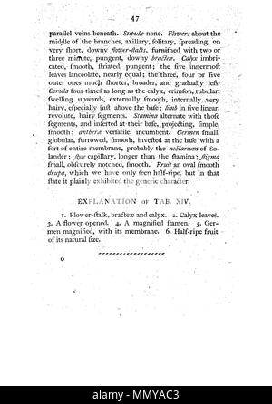 . Dies ist eine Seite von James Edward Smith's'' ein Muster der Botanik von New Holland, der erste separat veröffentlicht Buch über die Flora von Australien. Das Original ist in der Öffentlichkeit durch sein Thema mit einem großen vor vielen Jahren gestorben. Der Scan ist neu, aber da es sich um eine sklavische Kopie einer zweidimensionalen Arbeiten, und da die in den Usa durchgeführt wurde, es ist auch in der Public Domain. Ein Muster der Botanik von New Holland - S. 47 Stockfoto