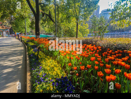 Kunming, Yunnan, China, 3. März 2016: Garten vor dem Haus mit roten Tulpen, Auswahl konzentrieren Stockfoto