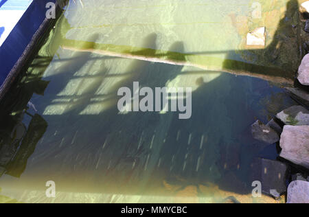 Die Schatten von Menschen auf geenen Algen verschmutzte Wasser Stockfoto