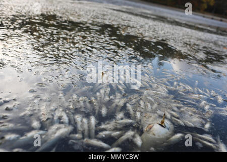 Hunderte von toten Fischen in verunreinigtem Wasser Stockfoto