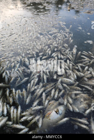 Hunderte von toten Fischen in verunreinigtem Wasser Stockfoto