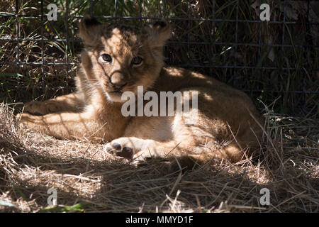 Der kleine Löwe liegt auf einer Wiese vor dem Hintergrund einer Gitter in einem Zoo Stockfoto