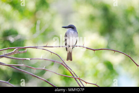 Antigua Inseln der Kleinen Antillen in der Karibik West Indies - grau oder grau kingbird kingbird Tyrannus dominicensis auch als pitirre bekannt, petchary, Stockfoto