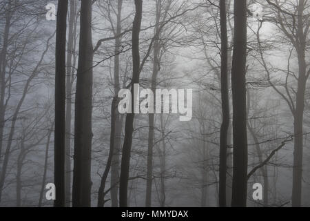 Leaveless Stängel und Zweige von einer Buche Wald in schweren Winter Nebel kontrastierenden gegen das Licht Stockfoto