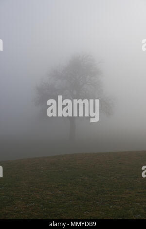 Einsam, leaveless pear-Baum stehend an einem nebligen, gefrorene Wiese im späten November schweren Nebel Stockfoto