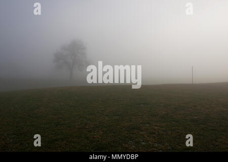 Einsam, leaveless pear-Baum stehend an einem nebligen, gefrorene Wiese im späten November schweren Nebel Stockfoto