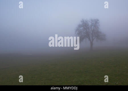 Einsam, leaveless pear-Baum stehend an einem nebligen, gefrorene Wiese im späten November schweren Nebel Stockfoto