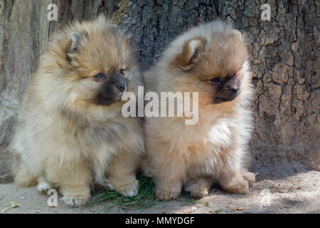 Zwei Welpen der pomeranian Hund spielen im Freien. Stockfoto