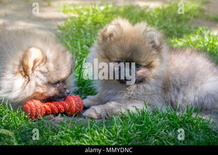 Zwei Welpen der pomeranian Hund spielen im Freien. Stockfoto