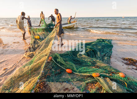 Die handwerklichen Fischer in Mosambik haul out die Netze, in denen die Tage fangen. Stockfoto