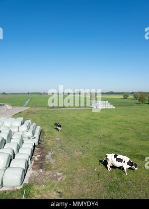 Niederländische wiese landschaft mit Kühen und Brötchen in Kunststoff Gras unter blauen Himmel im Frühjahr Stockfoto