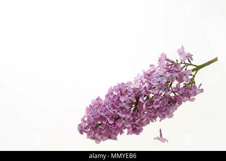 Lila Blumen auf weißem Hintergrund Stockfoto