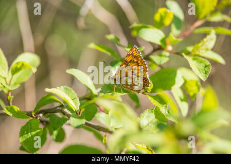 Herzog von Burgund (Hamearis lucina) Schmetterling. Manchmal ist ein fritillary genannt, die Arten, die in der Tat gehört zu einer anderen Familie, die Nemeobiidae Stockfoto