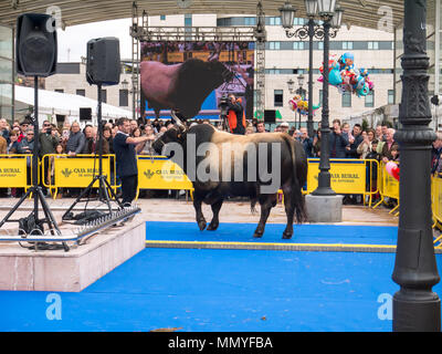 OVIEDO, SPANIEN - Mai 12, 2018: Stockbreeder präsentiert die Meister Stier an der Zucht Gala Show auf der Himmelfahrt Messe, Oviedo, Spanien. Stockfoto