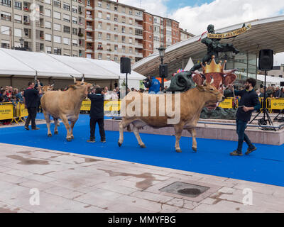 OVIEDO, SPANIEN - 12. Mai 2018: Die Besten seiner Rasse Kühe Parade bei der Zucht Ausstellung über die Himmelfahrt Messe, Oviedo, Spanien. Stockfoto