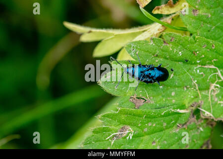 Passende Paar blaue mint Käfer Stockfoto