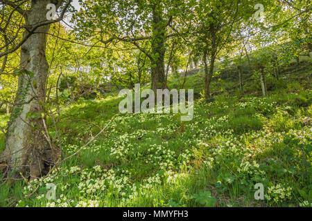 Ein Teppich von Wilde primeln Primula Vulgaris in einem Waldgebiet in dappled Schatten Stockfoto