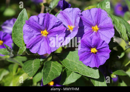 Blue Potato Bush alias Paraguay Nightshade, königliche Robe, Kartoffel Bush Lycianthes rantonnetii - Anlage Stockfoto