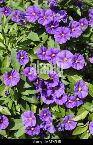 Blue Potato Bush alias Paraguay Nightshade, königliche Robe, Kartoffel Bush Lycianthes rantonnetii - Anlage Stockfoto