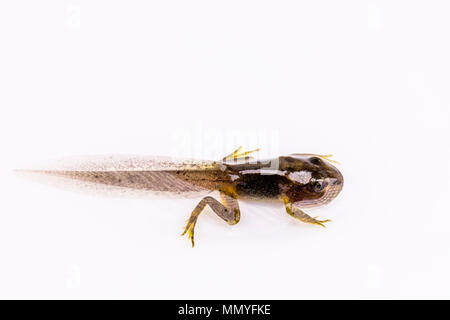 Eine Kaulquappe mit gut entwickelten Hind und vordere Beine im Frühjahr in Mid Wales Stockfoto