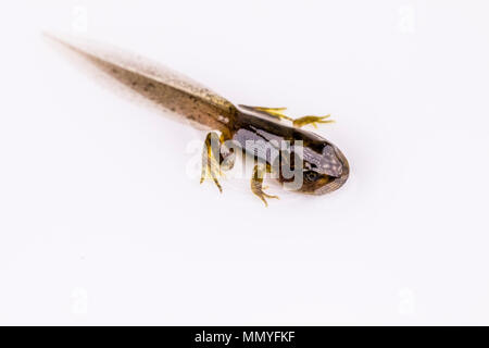 Eine Kaulquappe mit gut entwickelten Hind und vordere Beine im Frühjahr in Mid Wales Stockfoto