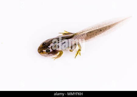 Eine Kaulquappe mit gut entwickelten Hind und vordere Beine im Frühjahr in Mid Wales Stockfoto