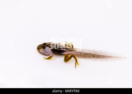 Eine Kaulquappe mit gut entwickelten Hind und vordere Beine im Frühjahr in Mid Wales Stockfoto