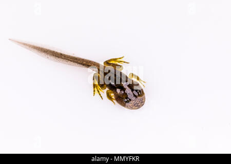 Eine Kaulquappe mit gut entwickelten Hind und vordere Beine im Frühjahr in Mid Wales Stockfoto