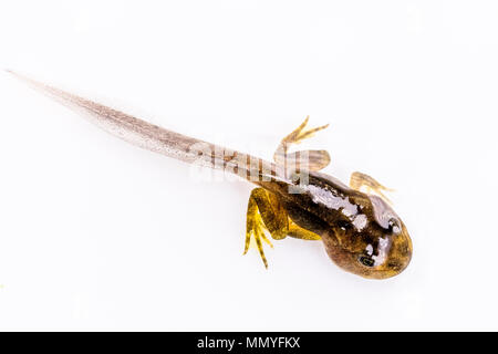 Eine Kaulquappe mit gut entwickelten Hind und vordere Beine im Frühjahr in Mid Wales Stockfoto