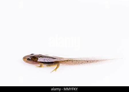 Eine Kaulquappe mit gut entwickelten Hind und vordere Beine im Frühjahr in Mid Wales Stockfoto