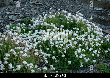 Meer Campion Silene uniflora wächst auf einer Klippe bei Kimmeridge Bay Dorset Stockfoto