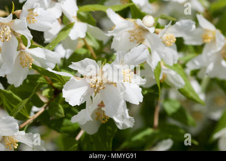 Blühende Pflaume im Garten 2018 Stockfoto