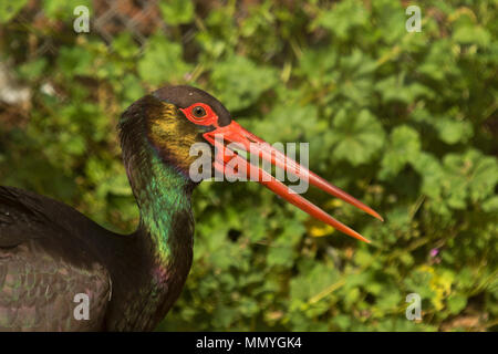 Porträt der Schwarzstorch (Ciconia nigra) in Spanien. Stockfoto