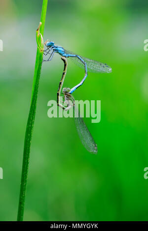 Das Pairing von zwei hufeisen Tanten (Coenagrion puella) auf ein Rohr Stiel gegen ein verschwommenes natürlichen, grünen Hintergrund. Stockfoto