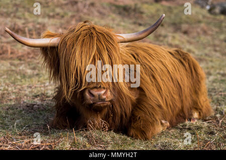 Nahaufnahme einer Schottisches Hochlandrind Kuh in einem Feld in Glencoe, Schottland. Stockfoto