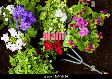 Frische Blumen und Gartengeräte im Boden Stockfoto