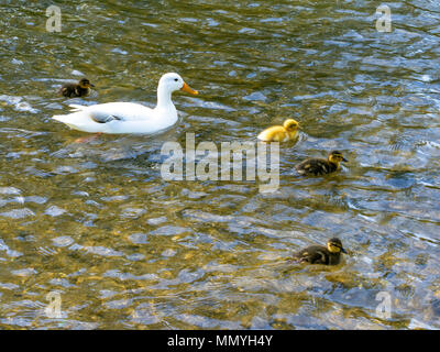 Weiße Ente und vier Entenküken zusammen schwimmen in einem Fluss im Frühjahr. Eine gelbe Ducken und drei Braun. Stockfoto