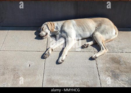 Ein streunender Hund schläft auf einem steinboden an einem sonnigen Tag. Im Freien Stockfoto