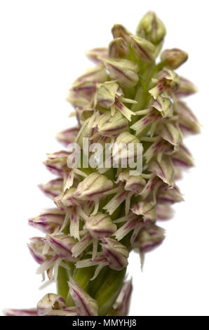 Schließen Sie die Blumen einer Ligther Form eines wilden Dicht blühenden Orchideen inflorescense (Neotinea maculata) über einem weißen Hintergrund. Vila Viç Stockfoto