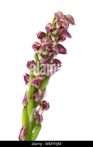 Schließen Sie die Blumen einer rot und dunkleren Form eines wilden Dicht blühenden Orchideen inflorescense (Neotinea maculata) über einem weißen Hintergrund. V Stockfoto