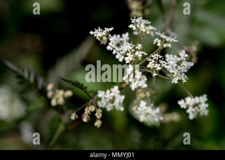 Anthriscus sylvestris Ravenswing, apiaceae. Kuh Petersilie, weißen Blüten. Stockfoto