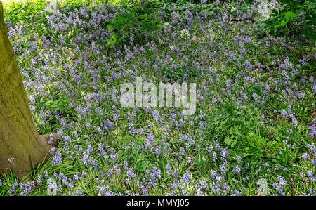 Bluebells auf einem waldboden unter den Unterholz. Das Sonnenlicht wird über den Boden verstreut. Stockfoto